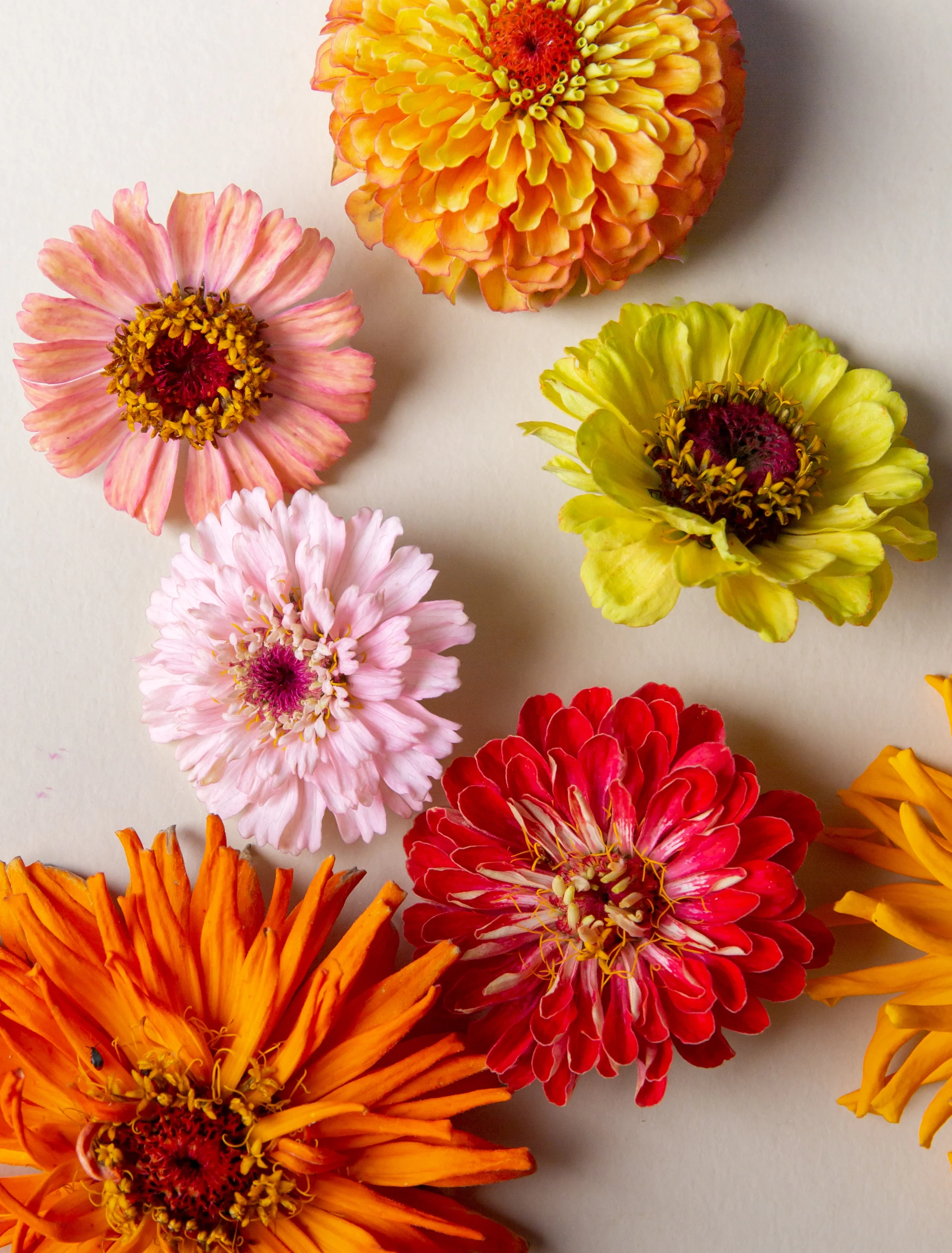 Désirée - le livre - Image 10