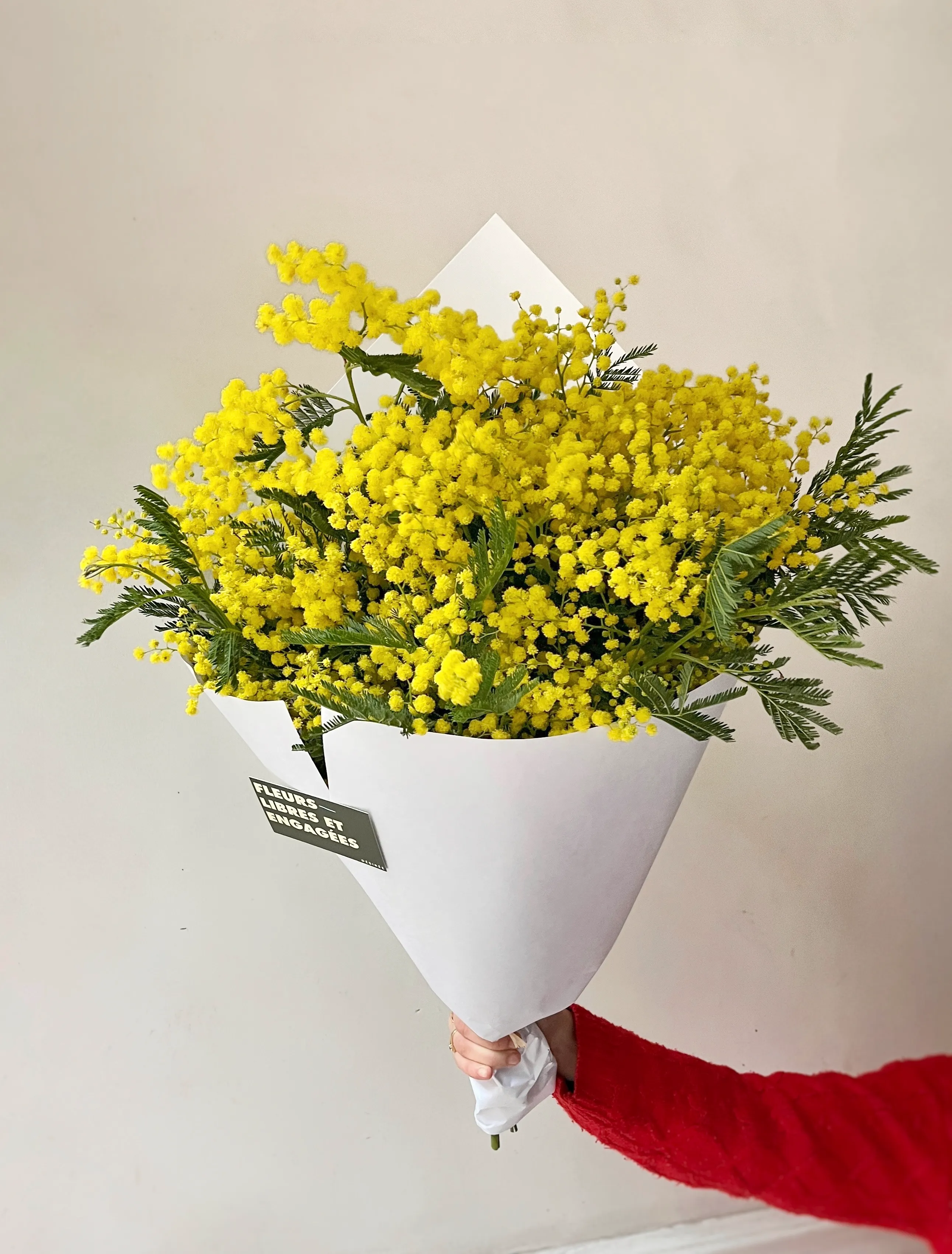 Giga Botte de mimosa - Image 4