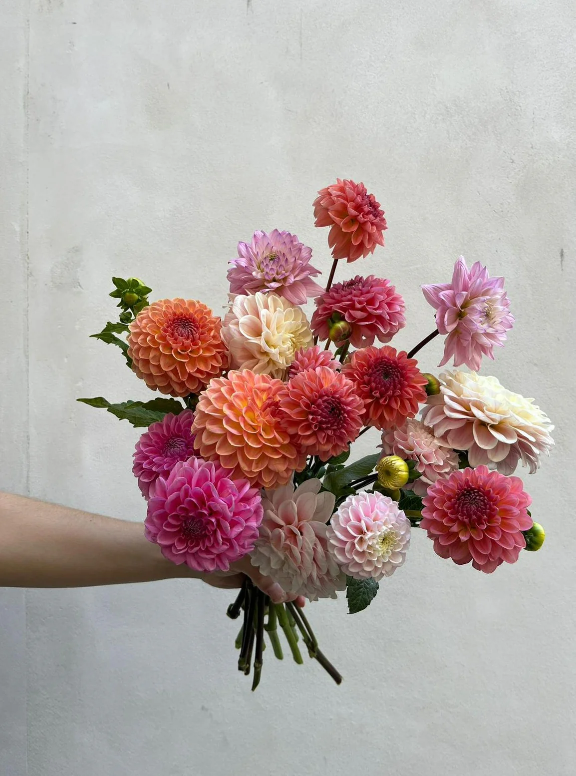 Giga-botte de dahlias - Image 3